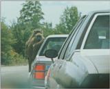 Monkey hitching a ride -- Chacma Baboon (Papio ursinus)