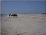 Ponies of Assateague Island - Check index