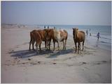 Ponies of Assateague Island - Check index