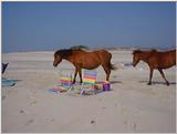 Ponies of Assateague Island - Check index