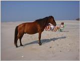 Ponies of Assateague Island - Check index