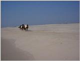 Ponies of Assateague Island - Check index