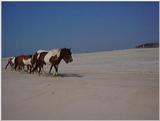 Ponies of Assateague Island - Check index