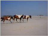 Ponies of Assateague Island - Check index