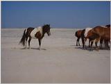 Ponies of Assateague Island - Check index