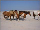 Ponies of Assateague Island - Check index