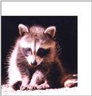 Stewart the Coon