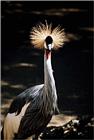 bird - name??