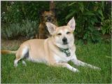 My dogs Ace and Missy - Ace And Missy Dscf3410-B.jpg