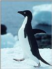 Adelie Penguin