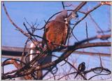 African Mousebird