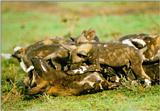 African Wild Dog J01 - Adult and baby rompers