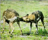 African Wild Dog J02 - Pair on grassland