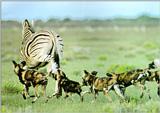 African Wild Dog J03 - Pack chasing Zebra