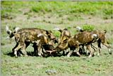 African Wild Dog J06 - pack dinner