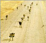 African Wild Dog J07 - Pack marching on road 1