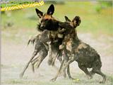 African Wild Dog J09 - 3 happy rompers [Final]