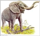 Art by Hermann Fey Elephant67.jpg (1/1) 91825 bytes