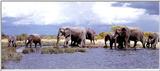 African Elephant 2/2 jpg