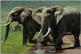 Elephants