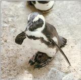 One of the oldest negatives I have - Penguin in Rostock Zoo - Superb quality of Konica 400