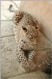 One of those 'never thought it would work' pictures - Leopard in Hannover Zoo