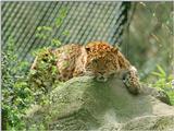 A purrfect place to see and be seen - Leopard in Hagenbeck Zoo - Look atthose eyes!