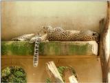 Hannover Zoo again - Leopards this time - Mom and kid at rest