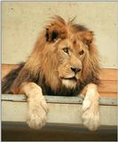 More big cat scans - lion portrait from Wilhelma Zoo