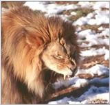 Lion #2
