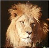 Lion #3