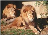 Lion #5
