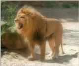 Hannover Zoo - they have kitties, too - Mr. Lion telling who's the boss