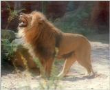 What a pose! The Hannover Zoo Lion King again