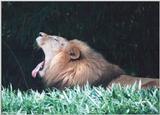 Yawning Lion 1