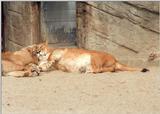 Hagenbeck Zoo sweetcats rescan/repost - Post-dinner shot of Lady Lioness