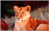 A Beautiful Lion