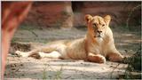 Hannover Zoo lioness again - same cat, different shot - 11 new pics on my web page