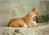 Cat wash in Hagenbeck Zoo - Lioness getting in shape for the photo