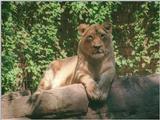 Another one with some contrast and saturation - Lioness in Heidelberg Zoo (1024x768)