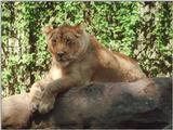 Same cat, different angle - Heodelberg Zoo lioness again