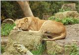Another one of my favorite subject - Sleepy cats - Lioness in SchwerinZoo