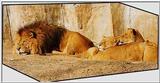 Lions