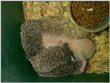 hedgehog babies eating
