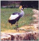 Crowned Crane