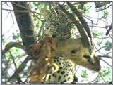 Leopard in Tanzania