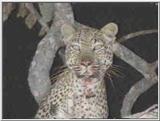 Leopard in Tanzania