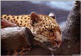 Sleeping Leopard