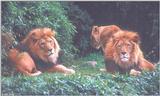 lions