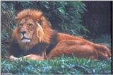 lion 1